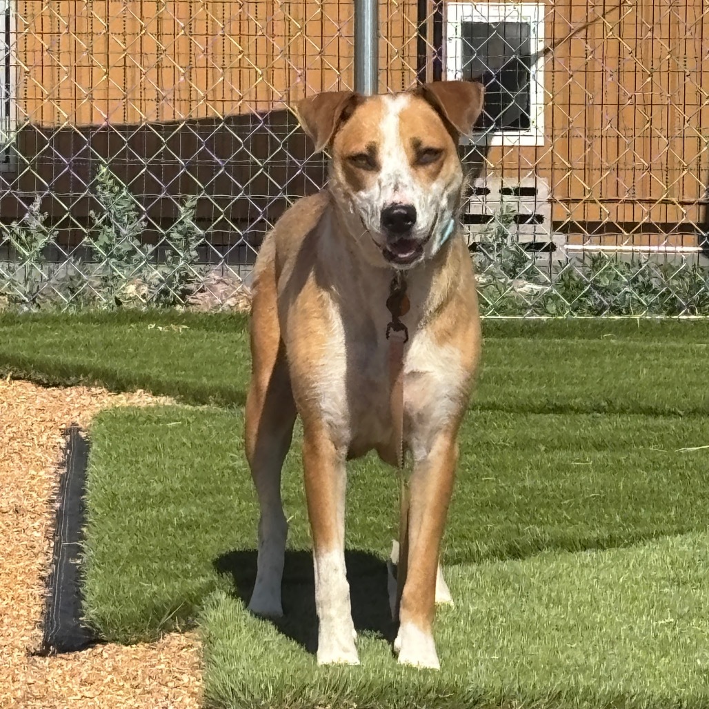 Quinn, an adoptable Mixed Breed in Prescott, AZ, 86304 | Photo Image 3