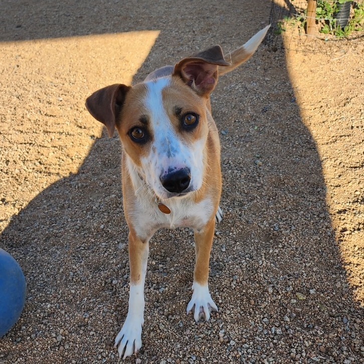Quinn, an adoptable Mixed Breed in Prescott, AZ, 86304 | Photo Image 4