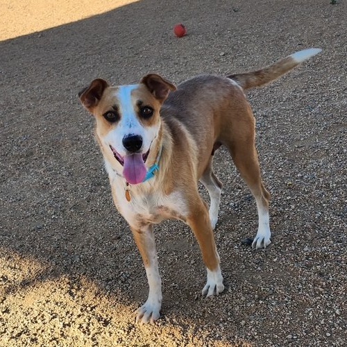 Quinn, an adoptable Mixed Breed in Prescott, AZ, 86304 | Photo Image 5