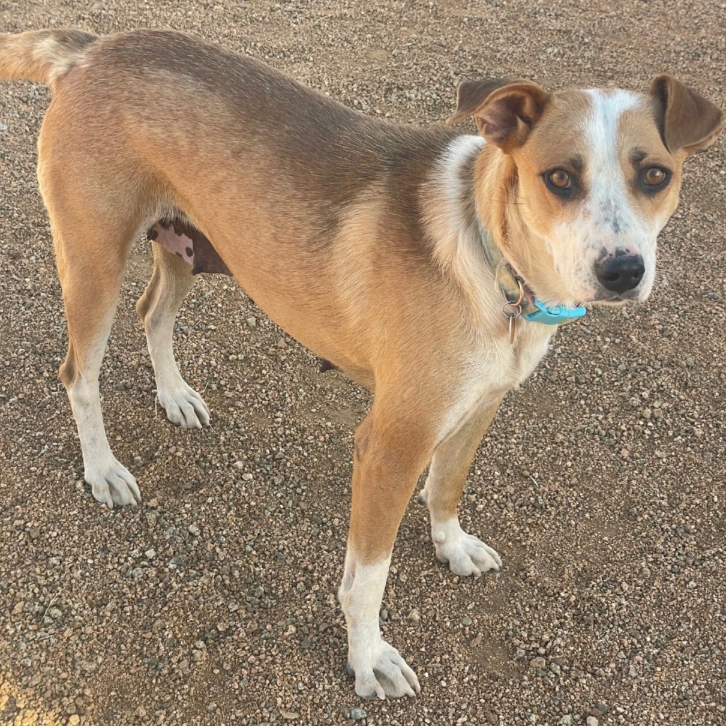 Quinn, an adoptable Mixed Breed in Prescott, AZ, 86304 | Photo Image 6