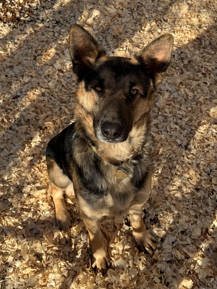 Rocky