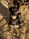Nala photo 1