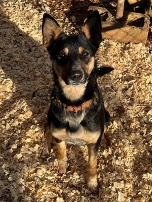 Nala, Adult Female unknown
