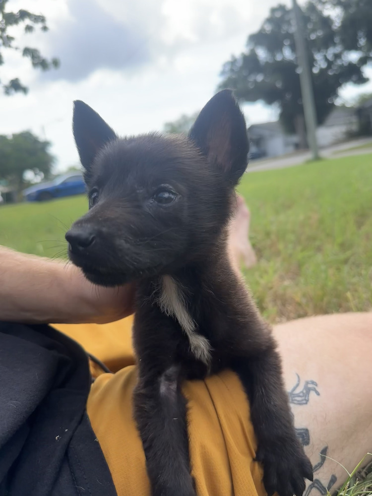 Bennett - Located in Florida