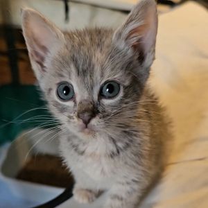 Cesar, Baby Male Domestic Short Hair