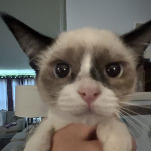 Matilda, Baby Female Domestic Long Hair