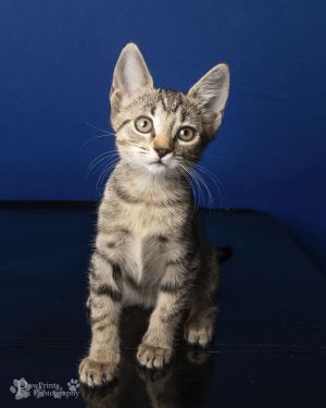 Morgan Domestic Short Hair Cat