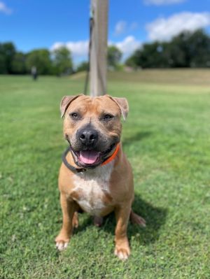 Apollo is a two year old male American Pit Bull Terrier He is a sturdy 63 pounds and the sweetest