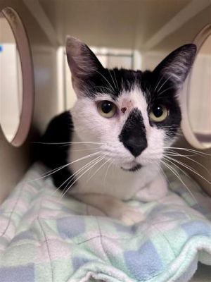 Naomi, Adult Female Domestic Short Hair