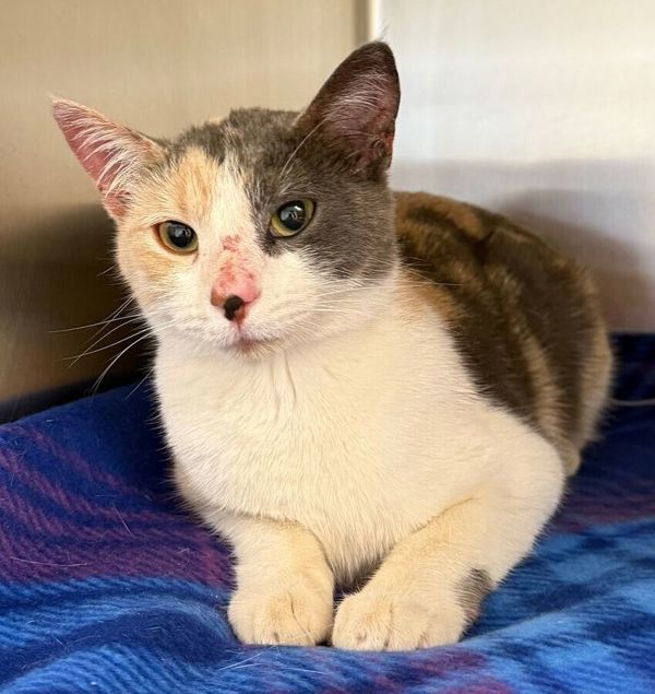 Millie, an adoptable Domestic Short Hair in Great Falls, MT, 59405 | Photo Image 1