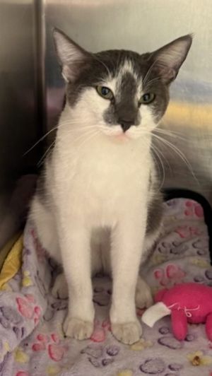 Genevieve, Young Female Domestic Short Hair