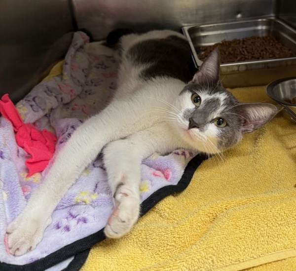 Genevieve, an adoptable Domestic Short Hair in Great Falls, MT, 59405 | Photo Image 2