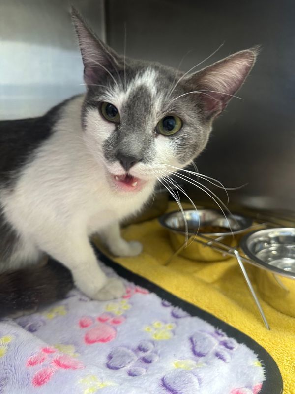Genevieve, an adoptable Domestic Short Hair in Great Falls, MT, 59405 | Photo Image 3