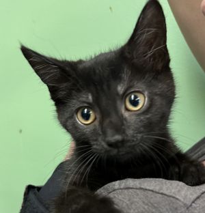 Cashew, Baby Female Domestic Short Hair