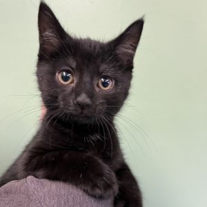 Buckeye, Baby Female Domestic Short Hair
