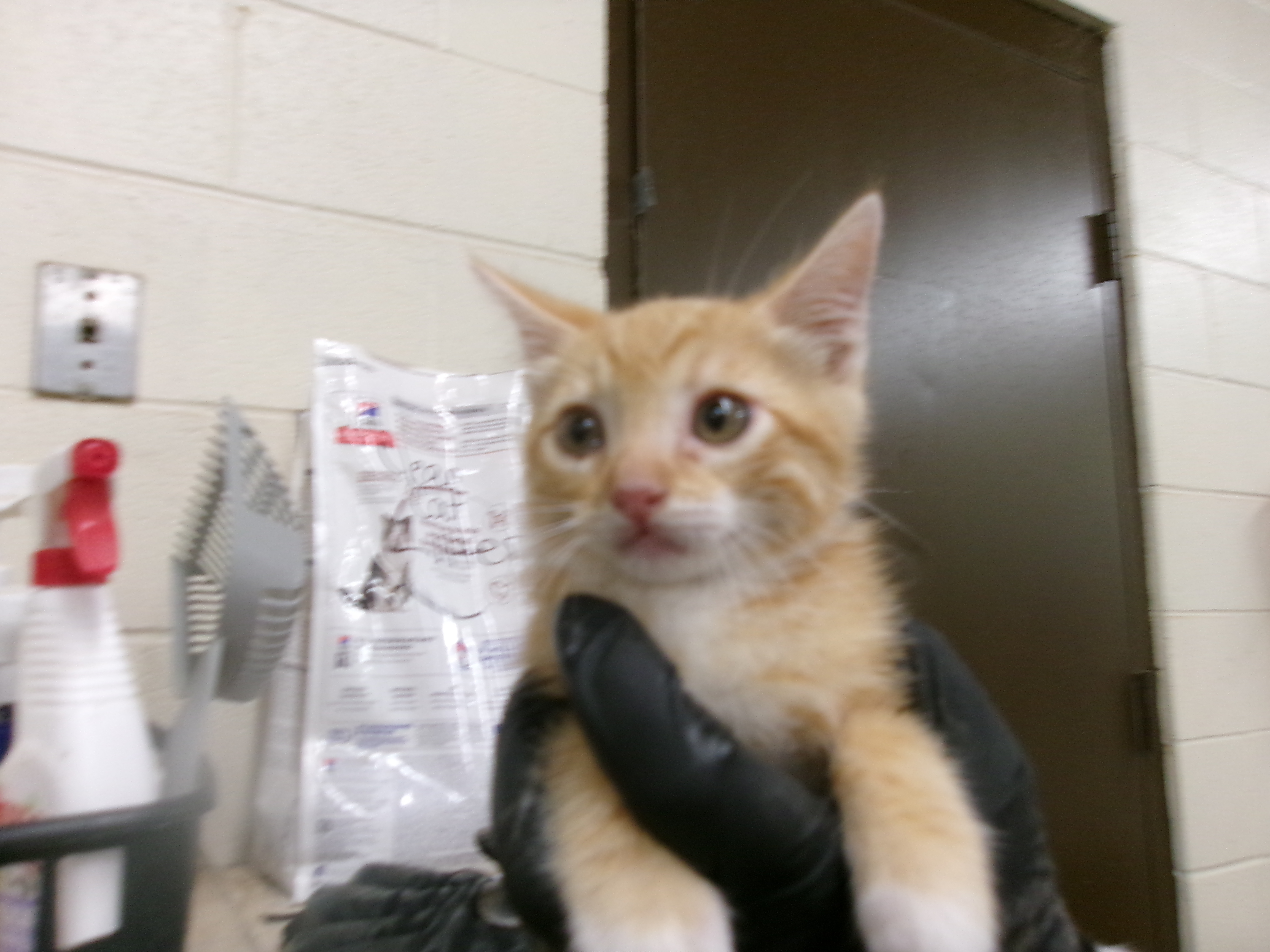Sweet, an adoptable Domestic Short Hair in Clovis, NM, 88101 | Photo Image 1