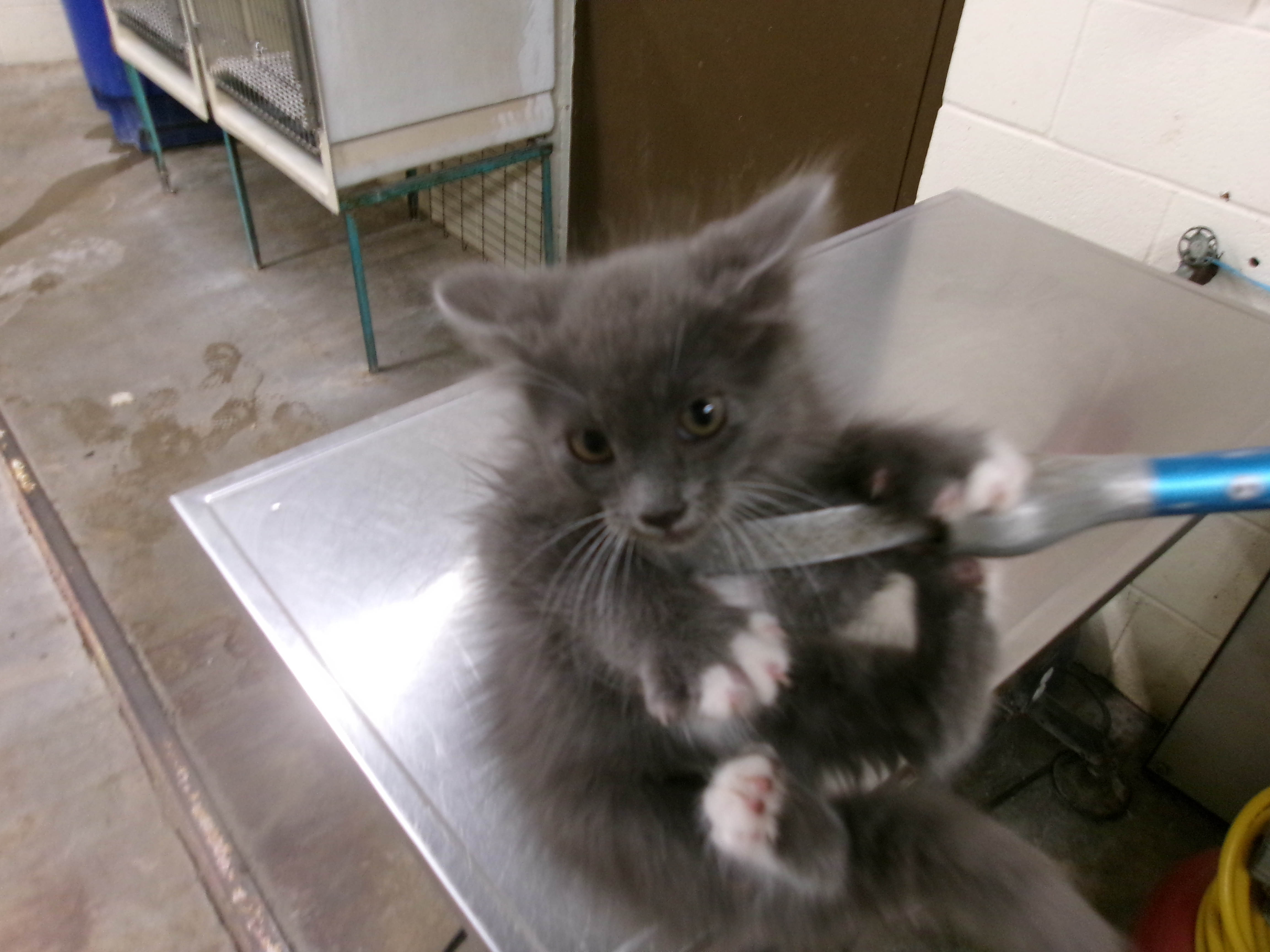 Sour, an adoptable Domestic Short Hair in Clovis, NM, 88101 | Photo Image 1