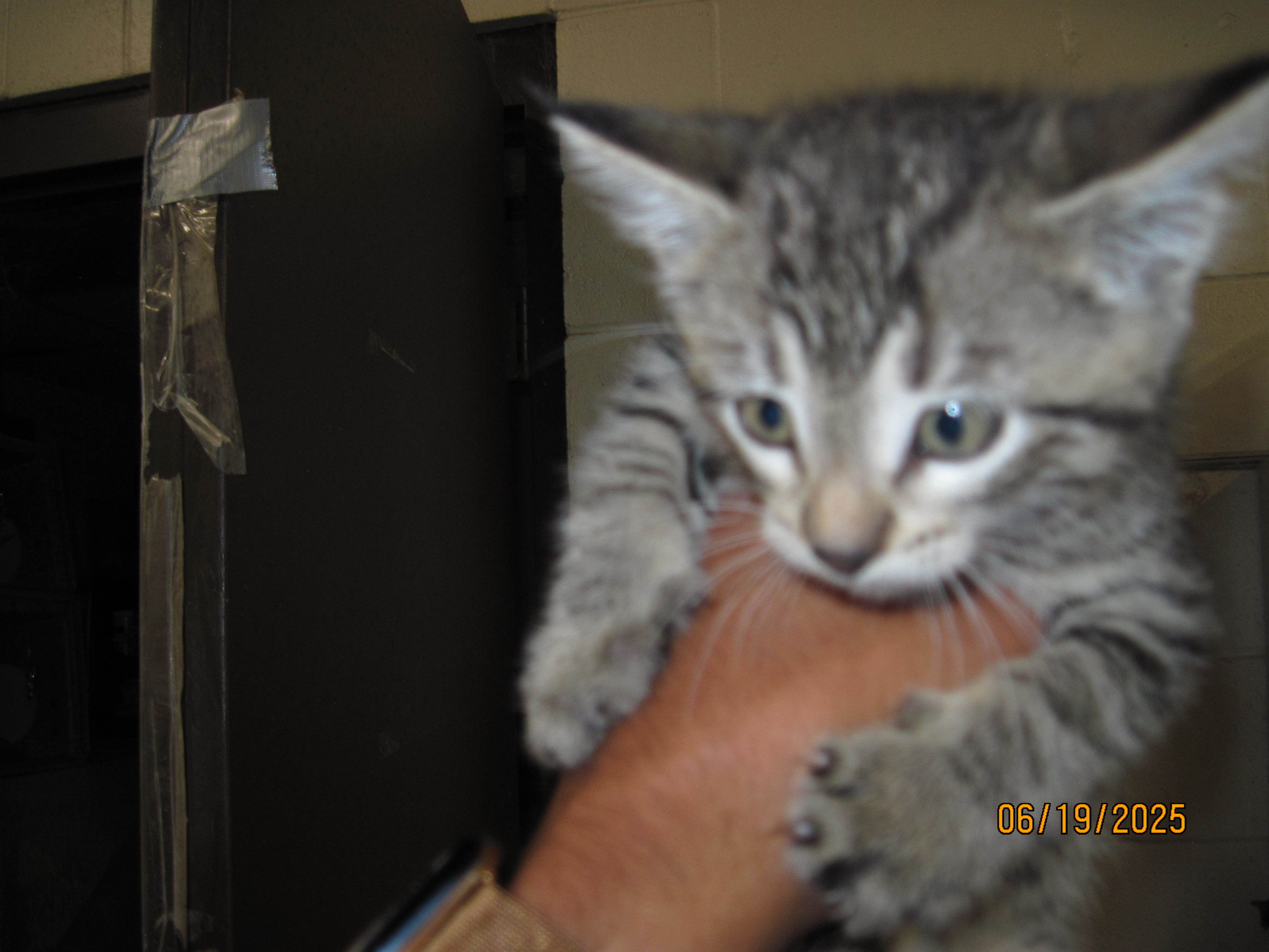 83962, an adoptable Domestic Short Hair in Clovis, NM, 88101 | Photo Image 1