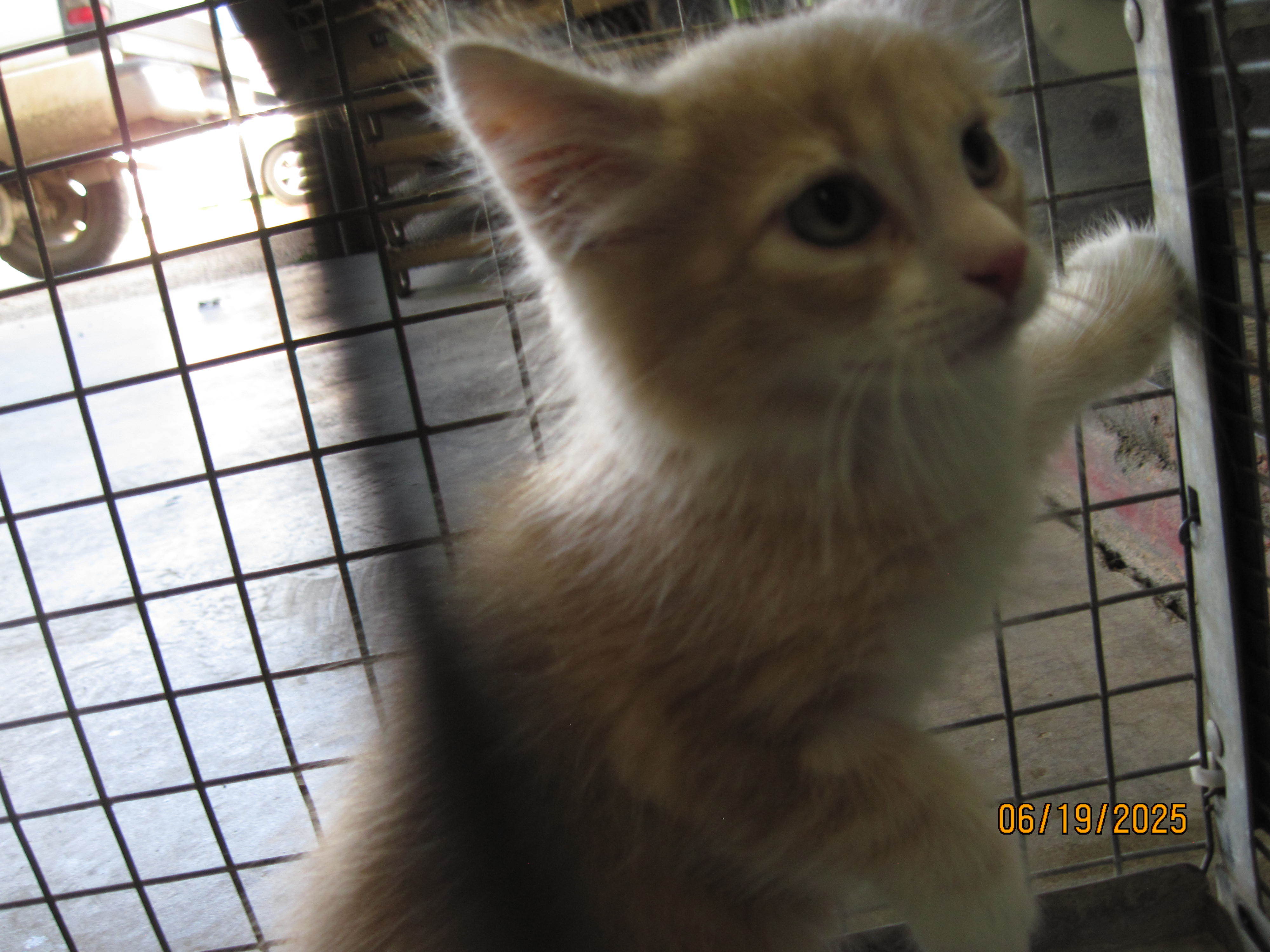 83966, an adoptable Domestic Short Hair in Clovis, NM, 88101 | Photo Image 1