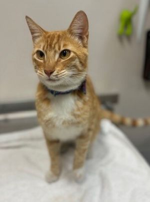 Primary Color Orange Tabby Weight 1025lbs Age 1yrs 3mths 0wks Animal has bee