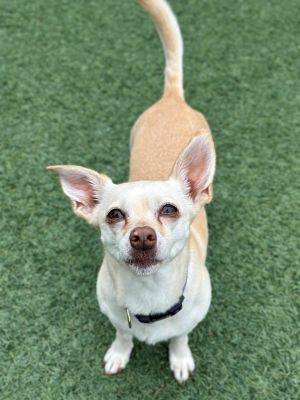 Hi Im Pearl Im a 4-year-old Chihuahua mix with a whole lot of personality packed into a tiny fra
