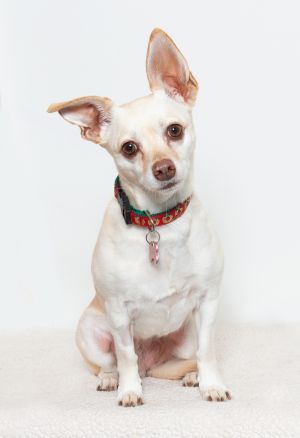 Hi Im Pearl Im a 4-year-old Chihuahua mix with a whole lot of personality packed into a tiny fra