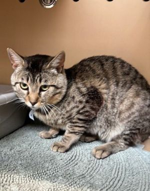 Primary Color Brown Tabby Weight 1125lbs Age 2yrs 0mths 0wks Animal has been Neutered