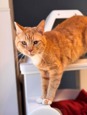 Primary Color Orange Tabbywhite Weight 78lbs Age 8yrs 1mths 0wks Animal has been Neutered
