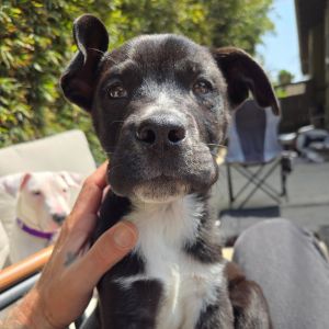 Danny Zuko Pit Bull Terrier Dog
