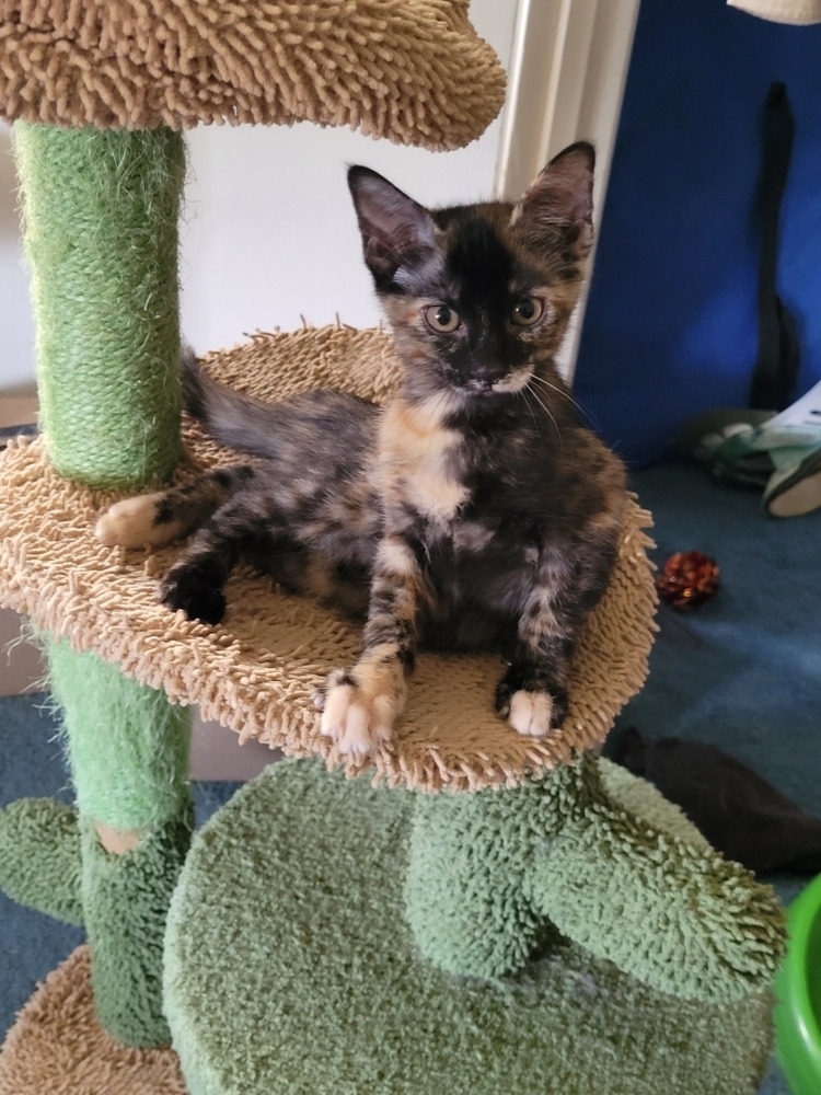 Shortie Torti 2157