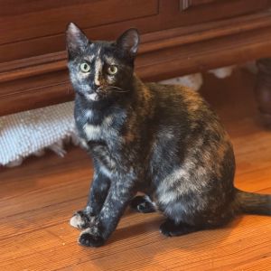 Butterscotch, Adult Female Domestic Short Hair