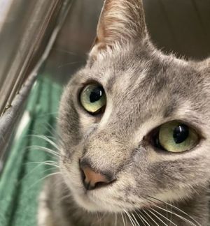 Ursula, Adult Female Domestic Short Hair