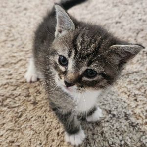 This sweet little girl is full of purrs and curiosity She is totally okay with other cats and woul