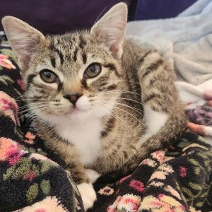 This sweet little girl is full of purrs and curiosity She is totally okay with other cats and woul
