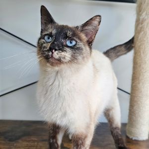 Jenna, Young Female Domestic Short Hair