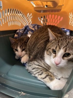 Forest, Adult Male Domestic Short Hair