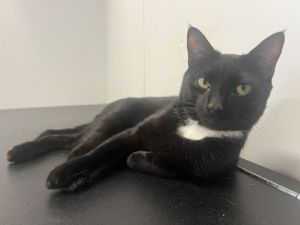 Herbie, Adult Male Domestic Short Hair