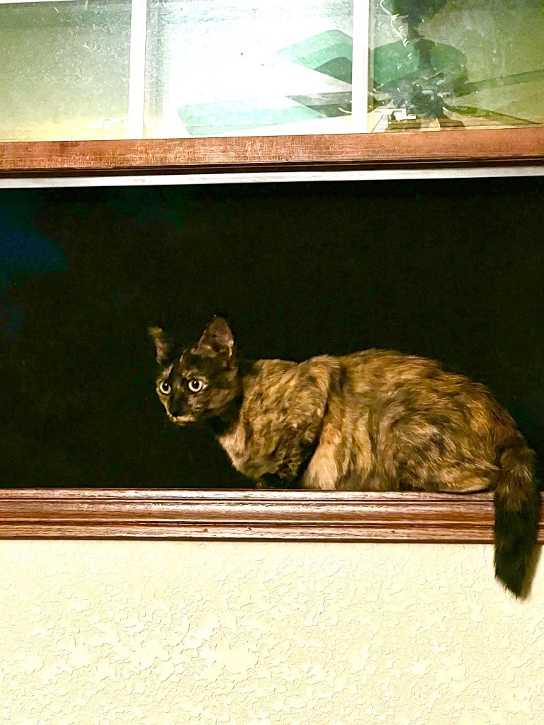 Niamey, an adoptable Domestic Short Hair in Fort Lupton, CO, 80621 | Photo Image 2