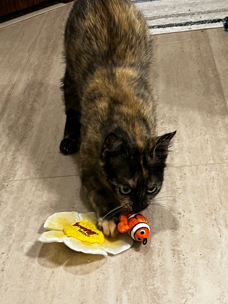 Niamey, an adoptable Domestic Short Hair in Fort Lupton, CO, 80621 | Photo Image 3