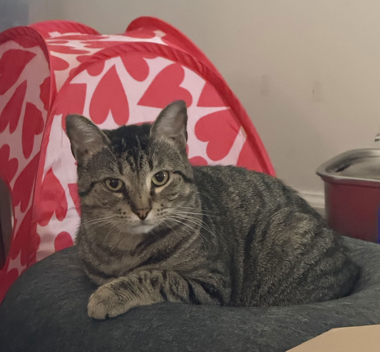 Tony Moll, an adoptable Tabby, Domestic Short Hair in Oxford, MS, 38655 | Photo Image 1