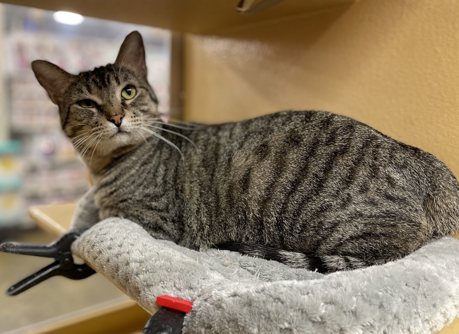 Tony Moll, an adoptable Tabby, Domestic Short Hair in Oxford, MS, 38655 | Photo Image 2