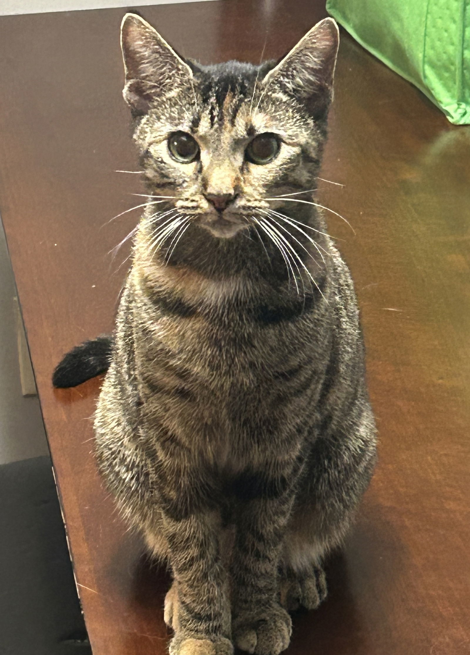 Penelope, an adoptable Domestic Short Hair in Oxford, MS, 38655 | Photo Image 1
