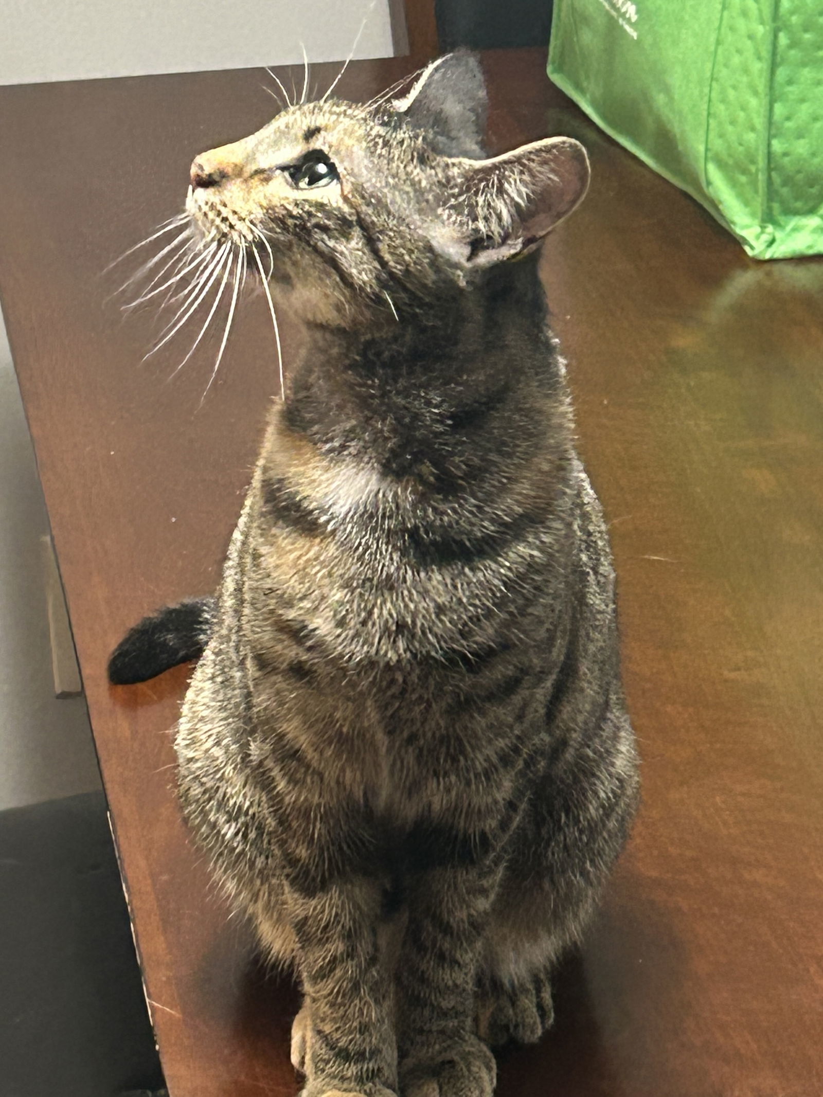 Penelope, an adoptable Domestic Short Hair in Oxford, MS, 38655 | Photo Image 2