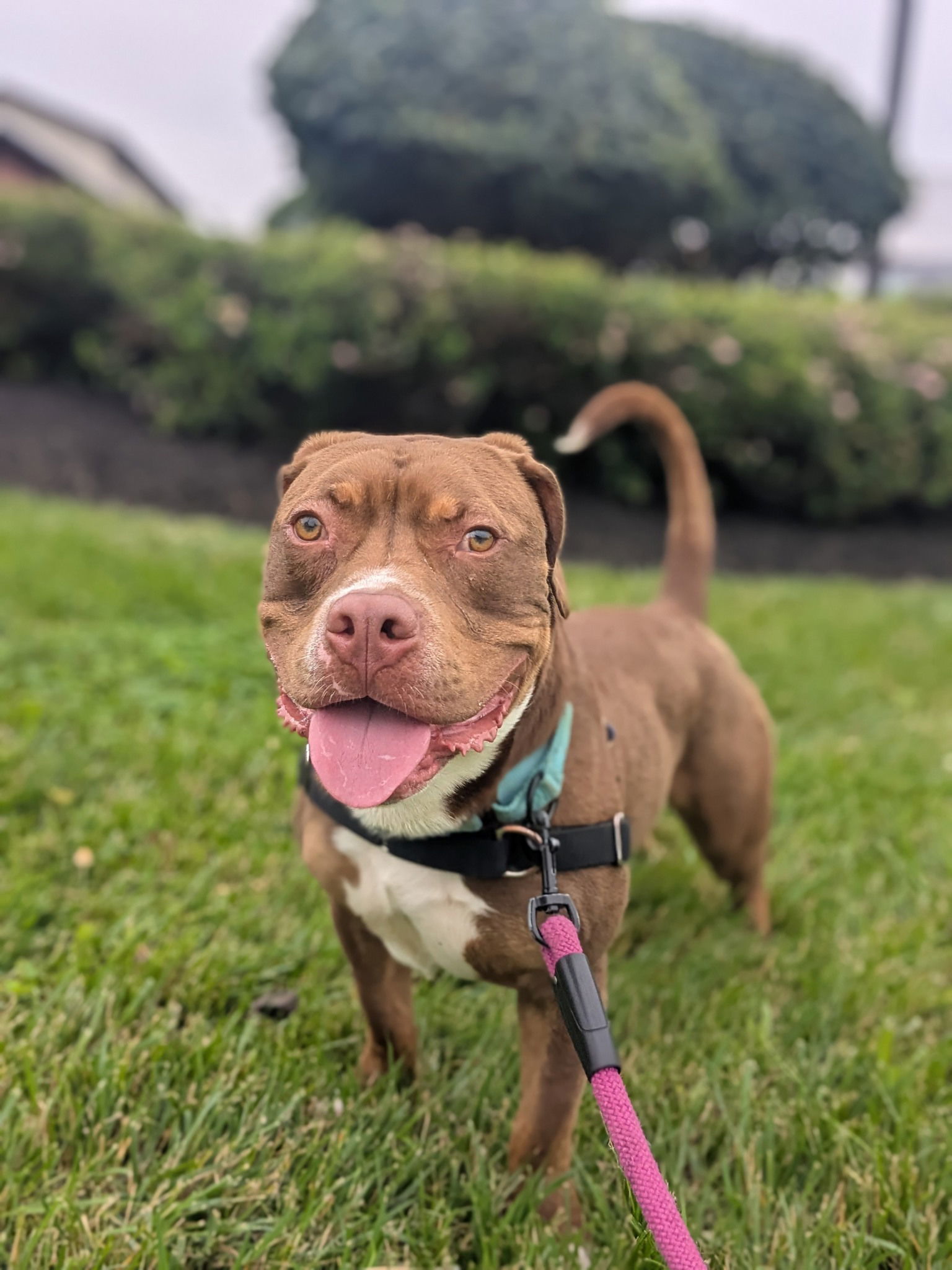 Herschel