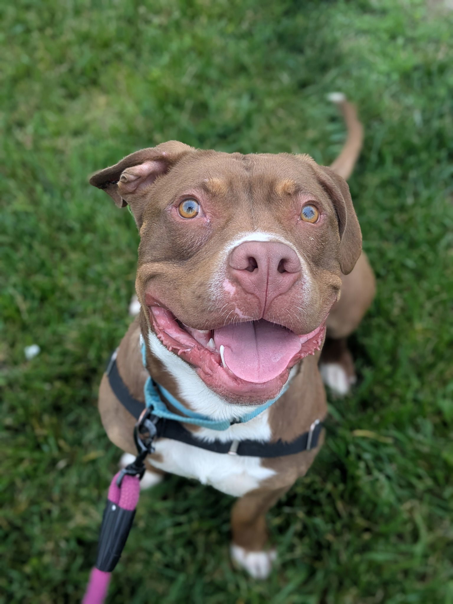 Herschel