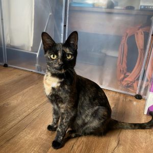 If you are looking for an affectionate well-mannered cat look no further than Espresso Espresso i