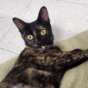 If you are looking for an affectionate well-mannered cat look no further than me I am a sweet and