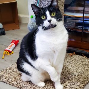 Princess is a an affectionate cat with a sweet personality looking for a quiet place to call home S