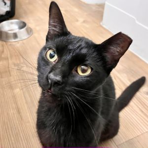 This playful girl is full of joy and absolutely adores attention She gets along great with other ca