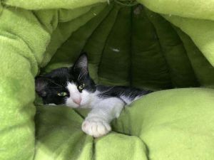 Sushi, Adult Female unknown
